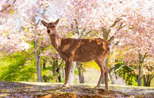 Guide de la saison des cerisiers en fleurs au Japon 2026 Guide de la saison des cerisiers en fleurs au Japon 2026