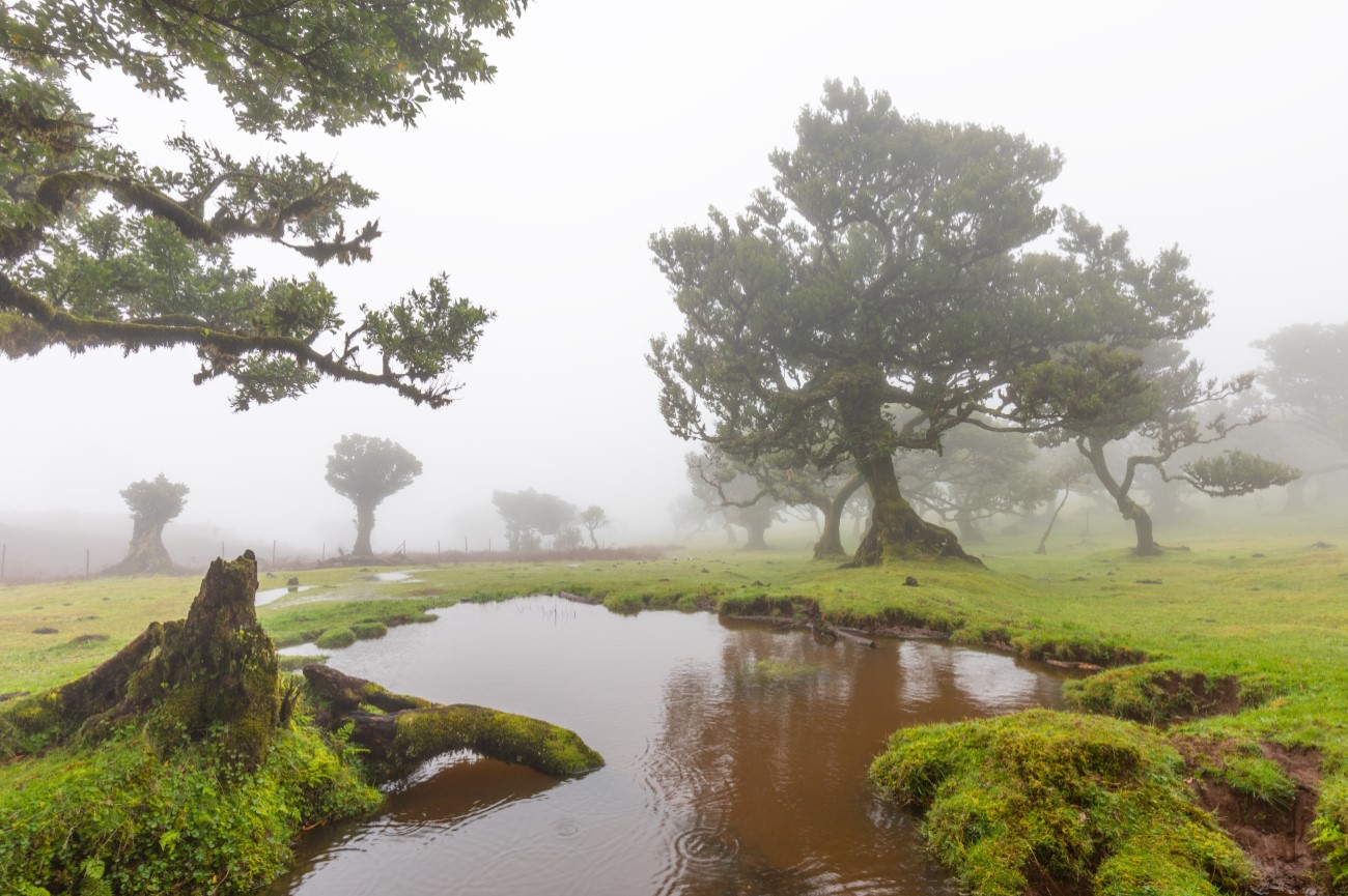 Fanal forest, Madeira island, Portugal