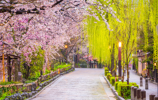 Les meilleurs endroits pour admirer les cerisiers en fleurs au Japon Les meilleurs endroits pour admirer les cerisiers en fleurs au Japon