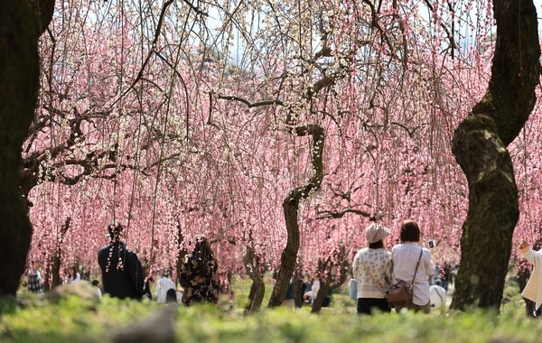 Qu’est-ce que le Hanami? Qu’est-ce que le Hanami?