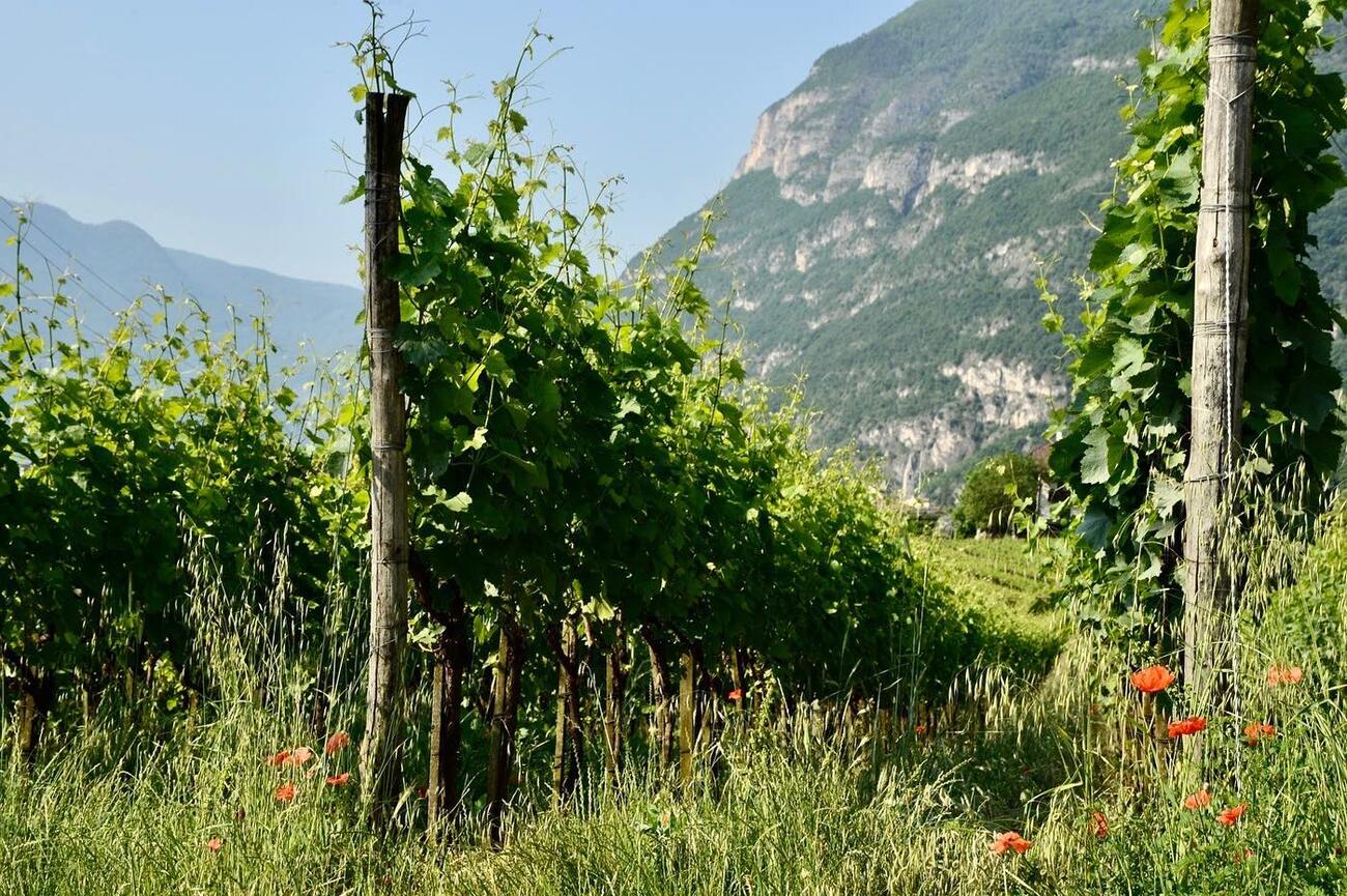 Tenuta-Lowengang-Dolomites.jpg Tenuta-Lowengang-Dolomites.jpg