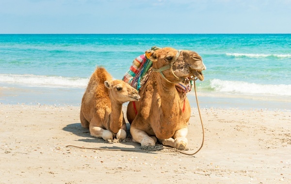 Things to do in Tetouan, Morocco Things to do in Tetouan, Morocco