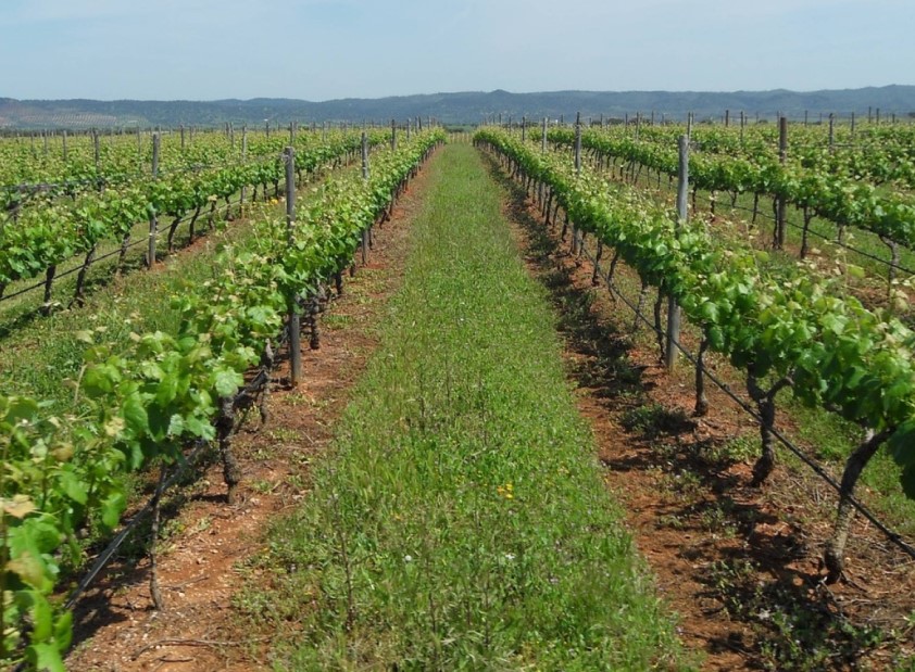 Algarve e Alentejo: Sabores de Queijo e Vinho