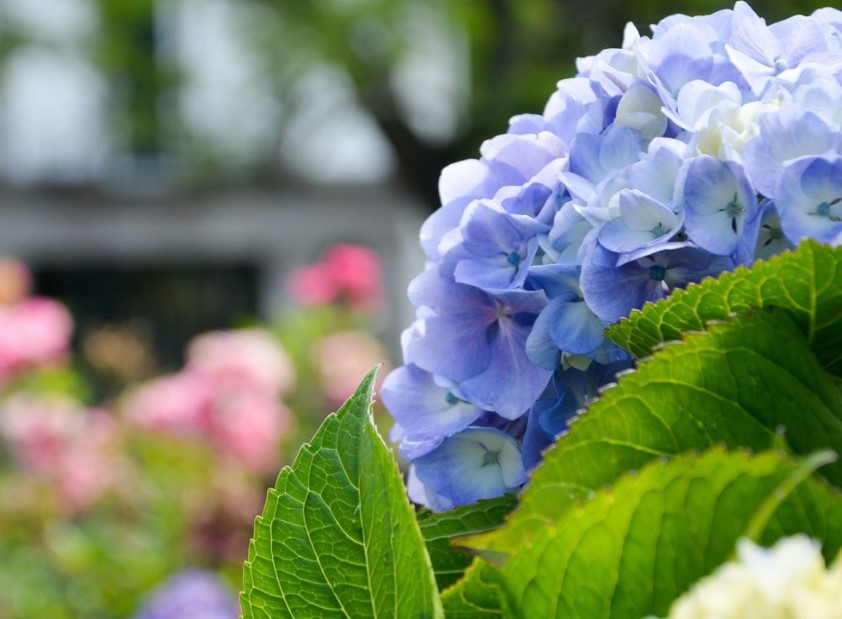 Férias nas Ilhas dos Açores com Spa Natural