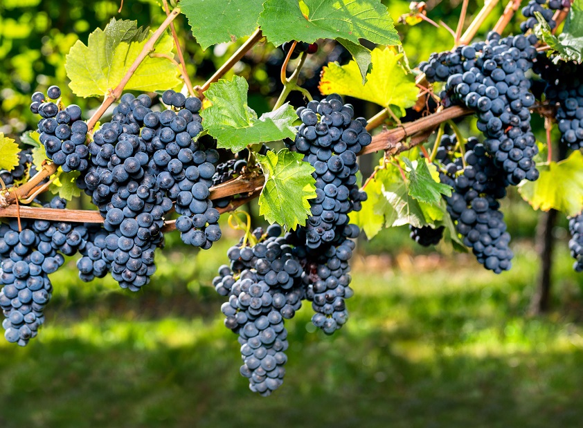 Гастрономия и культура Бордо и Сент-Эмильонa