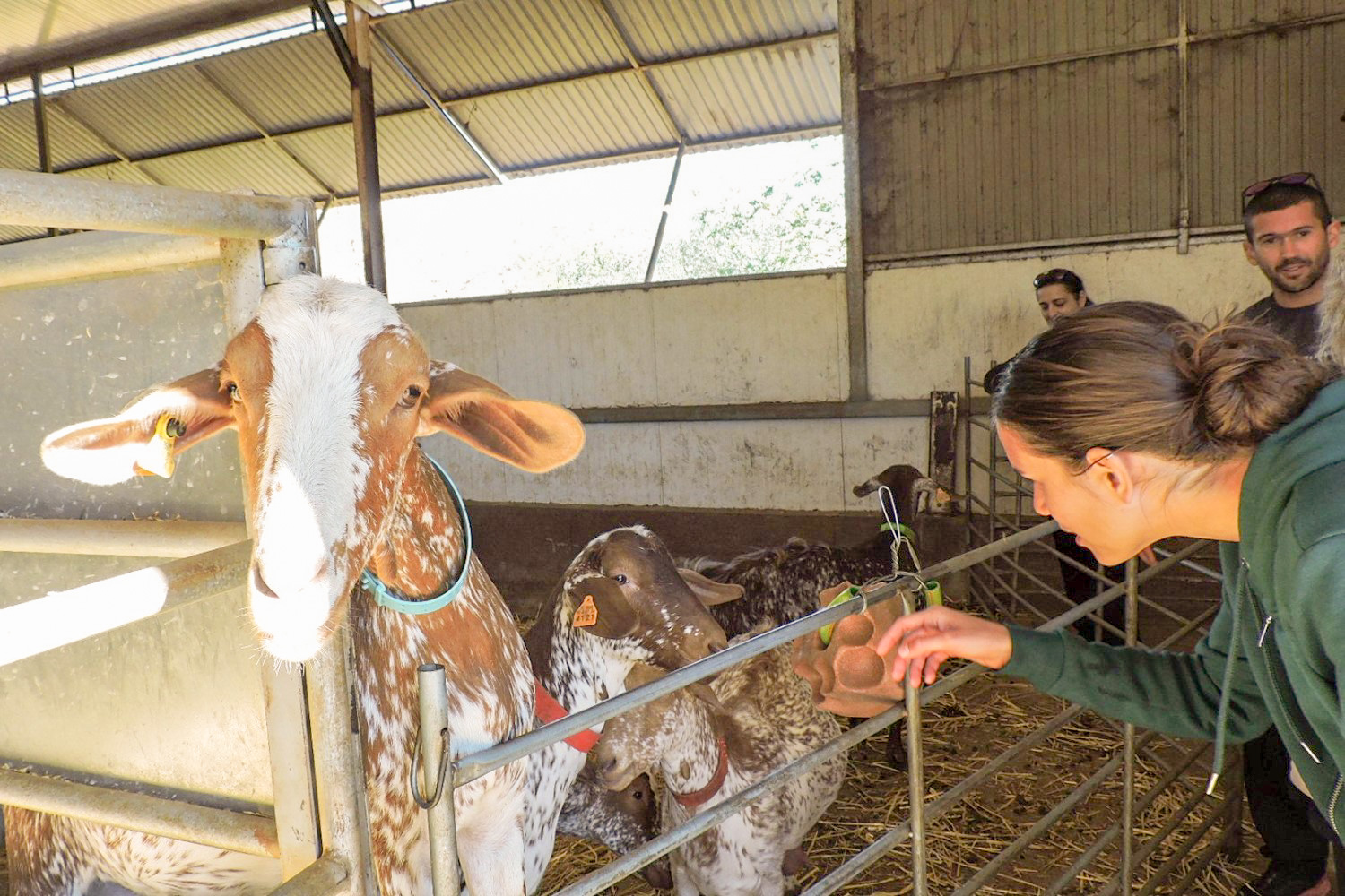 Algarve And Alentejo Cheese And Wine Flavours Tour Algarve And Alentejo Cheese And Wine Flavours Tour