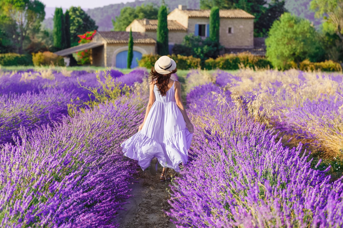 Blooming Lavender fields in Provence, France Blooming Lavender fields in Provence, France