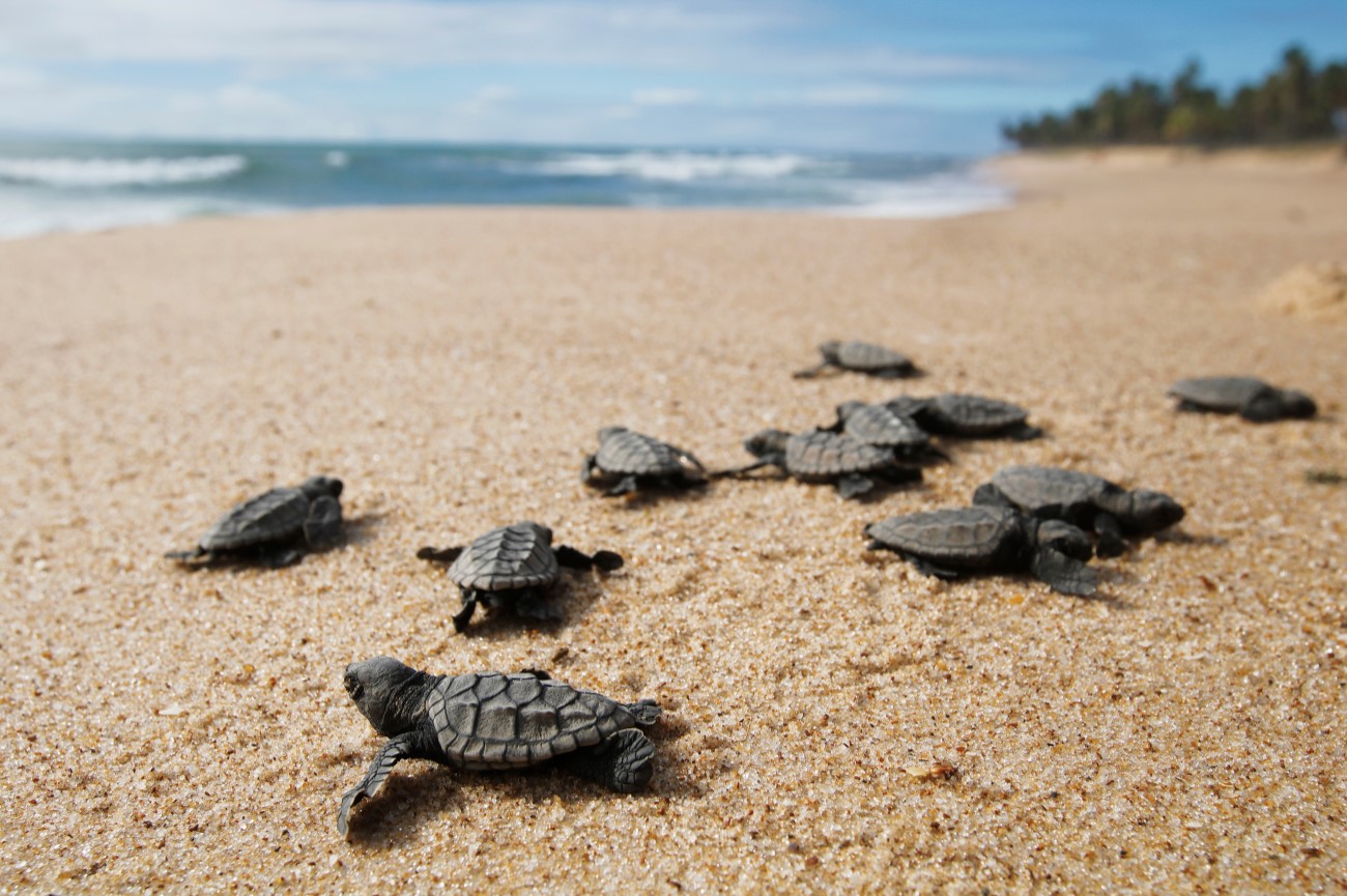 In March, visit São Tomé & Príncipe to witness hatchlings making their way to the ocean for the first time In March, visit São Tomé & Príncipe to witness hatchlings making their way to the ocean for the first time