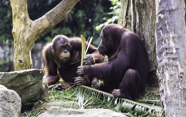 Singapore With Kids: Best Wildlife & Nature Experiences