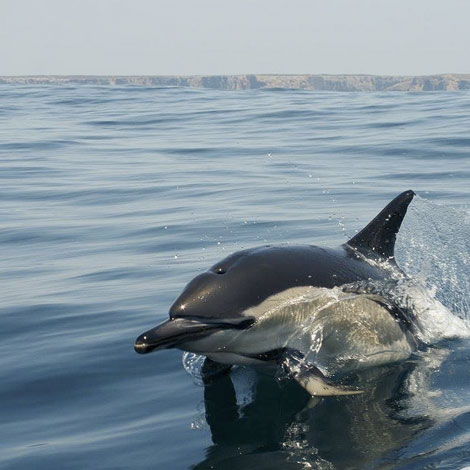 Sunseeker Superhawk 34 croisière le matin depuis Vilamoura Sunseeker Superhawk 34 croisière le matin depuis Vilamoura