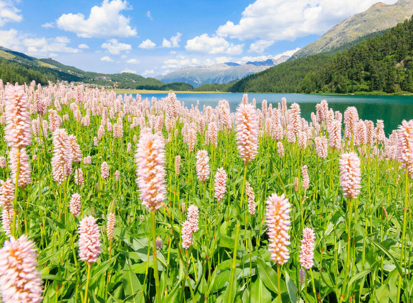 Switzerland Grand Tour: Luxury Scenic Road Trip & Trains