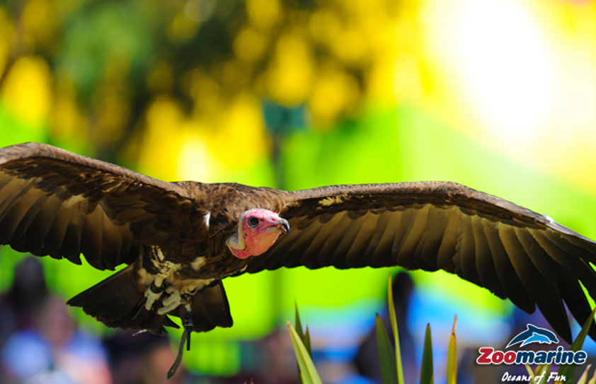 Parque Aquático Zoomarine, Algarve